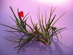 TILLANDSIA : ALBERTIANA